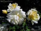 Madame Pernet-Ducher rose photo