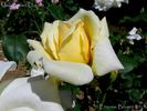 Madame Pernet-Ducher rose photo