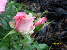 Bon-Bon rose photo