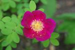 Single Red rose photo
