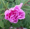 Metis rose photo