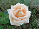 Maid of Honour rose photo
