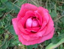 Paddy McGredy rose photo