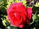 Corrida® rose photo