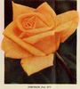 Debonair rose photo
