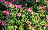 William Booth rose photo