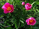 Little Medicine Man peony photo