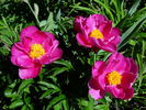 Little Medicine Man peony photo