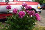 Attar of Roses peony photo