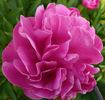Attar of Roses peony photo