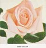 Irish Charm rose photo