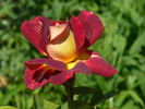 Monte Carlo Country Club rose photo