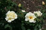 Frühlingsschnee rose photo