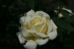 Frühlingsschnee rose photo