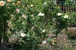 Frühlingsschnee rose photo