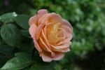 Cervanky rose photo