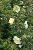 Pteragonis rose photo