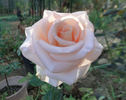 Nicolette rose photo