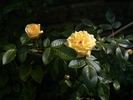 Summertime rose photo
