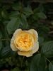 Summertime rose photo