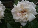 Summertime rose photo