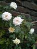 Summertime rose photo
