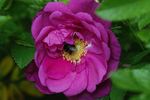 Smart Roadrunner ® rose photo