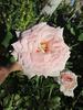 Allegory Of Spring ™ rose photo