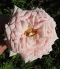 Allegory Of Spring ™ rose photo