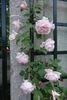 Blairii No. 1 rose photo