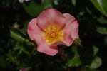 Bingo rose photo