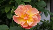 Suzon rose photo