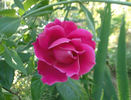 Pink Favourite rose photo