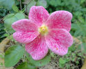 The Imposter rose photo