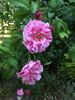 Perle des Panachées rose photo
