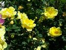 Old Yellow rose photo