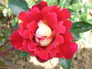 ADAlegour rose photo