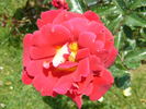 ADAlegour rose photo