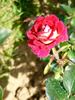 ADAlegour rose photo