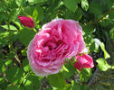 Simon Estes rose photo