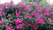 William Booth rose photo