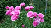 Roseninsel rose photo