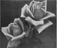 Joseph Lowe rose photo