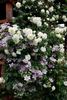 Swan Lake rose photo