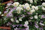 Swan Lake rose photo