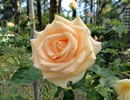 Maid of Honour rose photo