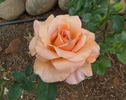 Special Occasion rose photo