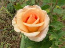 Desiree rose photo