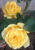 Ch-Ching! rose photo