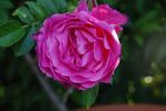 Romantic Roadrunner ® rose photo
